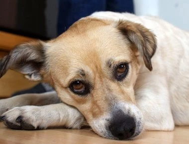 Πάρος: Αποτροπιασμό προκάλεσε ο πνιγμός σκύλου με πέτρα δεμένη στο λαιμό